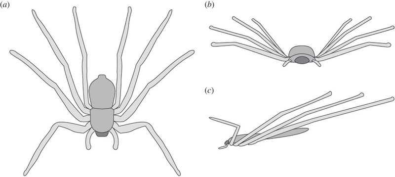 Illustration for article titled Good Lord, Scientists Have Discovered Skydiving Spiders in the Jungles of South America